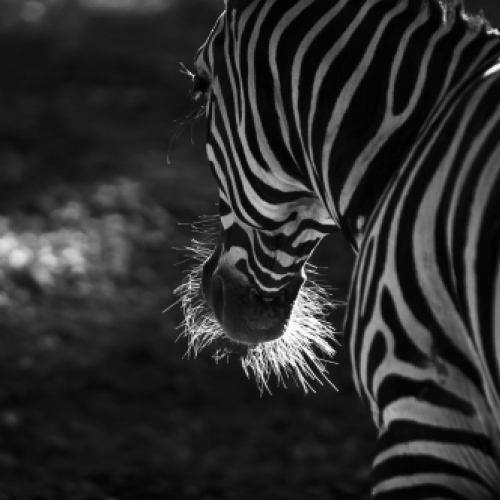 Zebra v zajetí | Daniel Kunc Photoproduction | info@dkphotoproduction.com